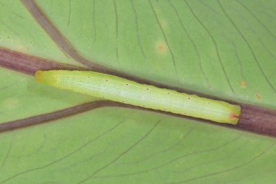 條紋天蛾 Theretra silhetensis silhetensis