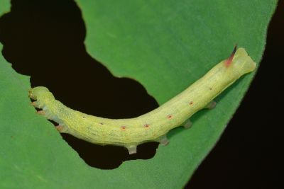 條紋天蛾 Theretra silhetensis silhetensis