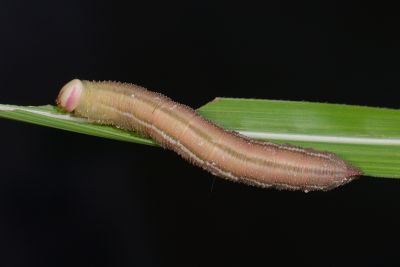 黃條天蛾 Leucophlebia lineata