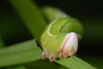 黃條天蛾 Leucophlebia lineata