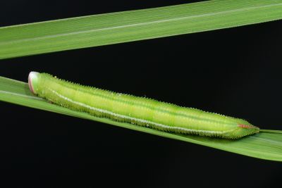 黃條天蛾 Leucophlebia lineata