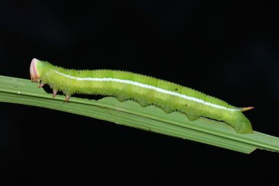 黃條天蛾 Leucophlebia lineata
