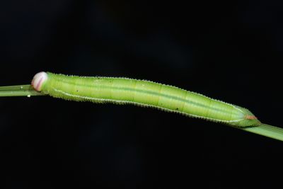 黃條天蛾 Leucophlebia lineata