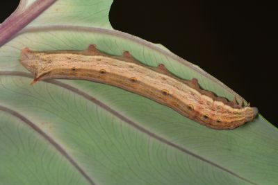 條紋天蛾 Theretra silhetensis silhetensis