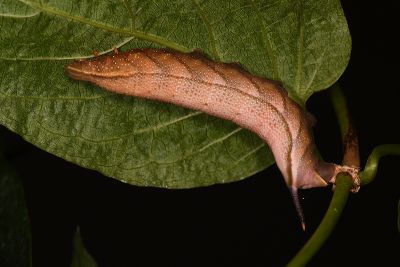 黃斑長喙天蛾 Macroglossum pyrrhosticta