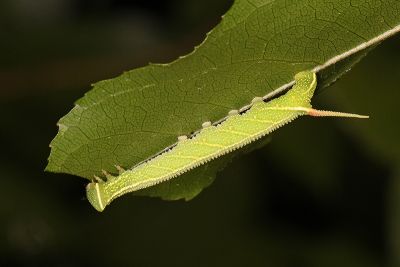 楓天蛾 Cypoides chinensis