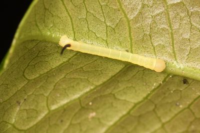 白星天蛾 Dolbina inexacta