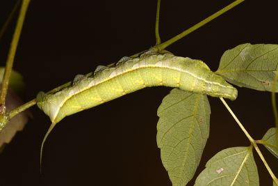 鋸線天蛾 Acosmerycoides harterti