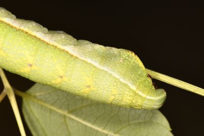 鋸線天蛾 Acosmerycoides harterti