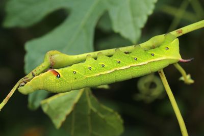 姬缺角天蛾 Acosmeryx anceus subdentata