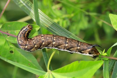 白薯天蛾 Agrius convolvuli