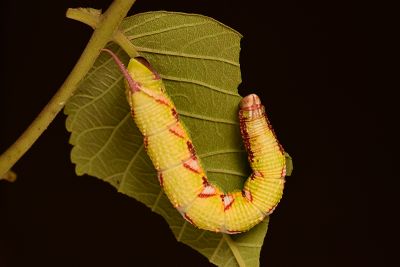 裂斑鷹翅天蛾 Ambulyx ochracea ochracea