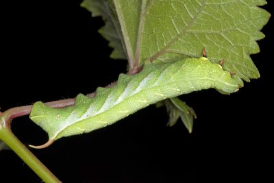 背中白天蛾 Ampelophaga rubiginosa myosotis