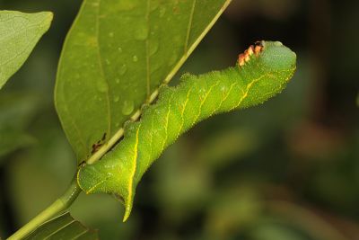 豆天蛾 Clanis bilineata formosana