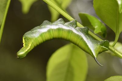 Dahira obliquifascia