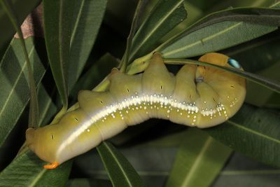 粉綠白腰天蛾 Daphnis nerii