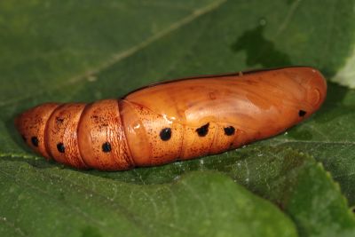 粉綠白腰天蛾 Daphnis nerii