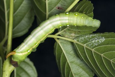 後黃白眉天蛾 Gnathothlibus erotus