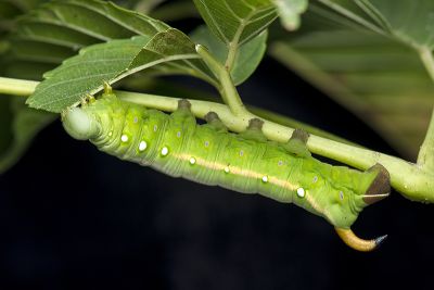 後黃白眉天蛾 Gnathothlibus erotus