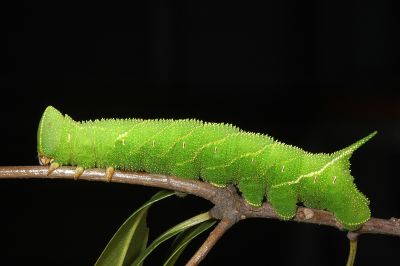 栗六點天蛾 Marumba sperchius sperchius