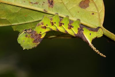 細斜紋霜天蛾 Psilogramma increta