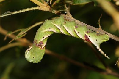 細斜紋霜天蛾 Psilogramma increta
