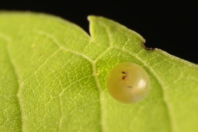 細斜紋霜天蛾 Psilogramma increta