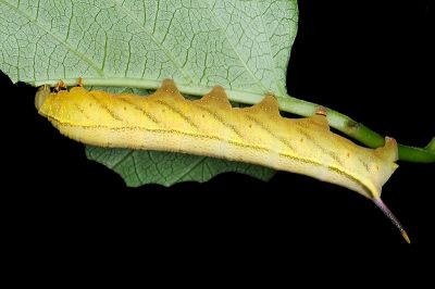 黃斑長喙天蛾 Macroglossum pyrrhosticta