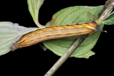 灰紋長喙天蛾 Macroglossum neotroglodytus