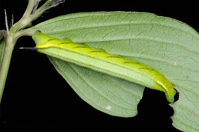 灰紋長喙天蛾 Macroglossum neotroglodytus