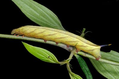 灰紋長喙天蛾 Macroglossum neotroglodytus