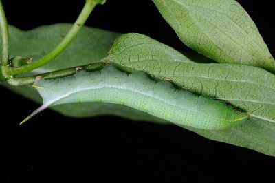 膝帶長喙天蛾 Macroglossum sitiene
