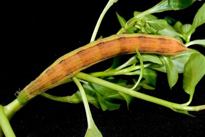 條紋天蛾 Theretra silhetensis silhetensis