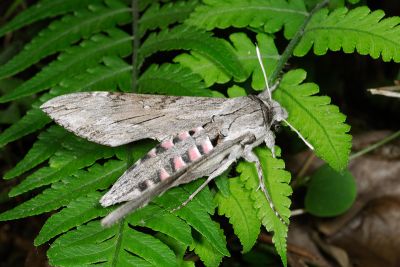 白薯天蛾 Agrius convolvuli 雄蟲