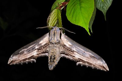 鋸翅天蛾 Langia zenzeroides formosana 雄蟲