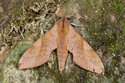 豆天蛾 Clanis bilineata formosana 雄蟲