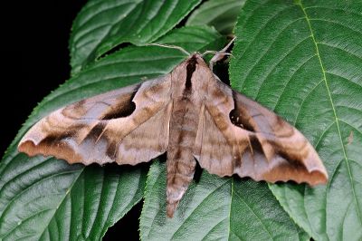 盾天蛾 Phyllosphingia dissimilis dissimilis 雄蟲