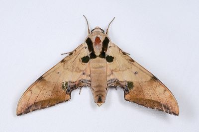 小鷹翅天蛾 Ambulyx kuangtungensis 雄蟲