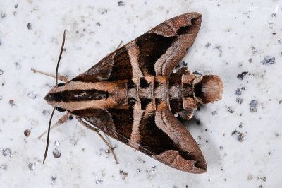 背帶長喙天蛾 Macroglossum mitchellii imperator 雄蟲