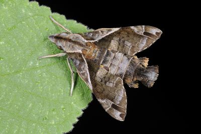 佛瑞茲長喙天蛾 Macroglossum fritzei 雄蟲