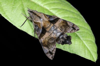 黃斑長喙天蛾 Macroglossum pyrrhosticta 雄蟲
