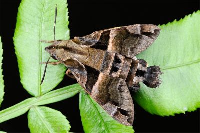 九節木長喙天蛾 Macroglossum divergens heliophila 雄蟲