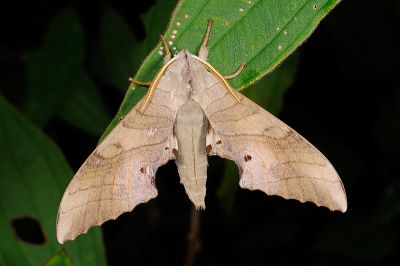 栗六點天蛾 Marumba sperchius sperchius 雄蟲