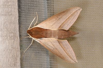 後紅斜紋天蛾 Theretra alecto 雄蟲