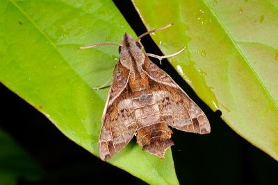 佛瑞茲長喙天蛾 Macroglossum fritzei 雌蟲