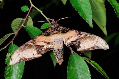臀角斑天蛾 Amplypterus mansoni takamukui 雄蟲