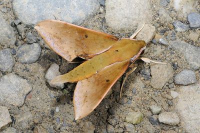 臺灣白肩天蛾 Rhagastis castor formosana 雄蟲