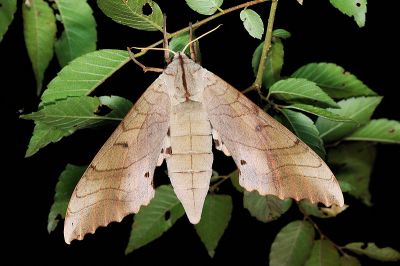 栗六點天蛾 Marumba sperchius sperchius 雌蟲