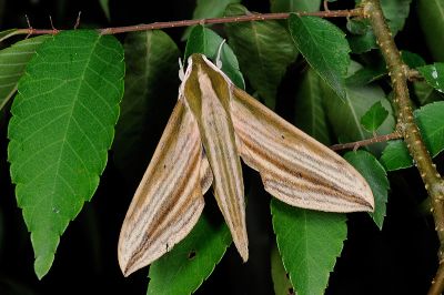 棕綠背線天蛾 Cechetra lineosa 雄蟲