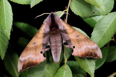 桃紅六點天蛾 Marumba gaschkewitschii gressitti 雄蟲